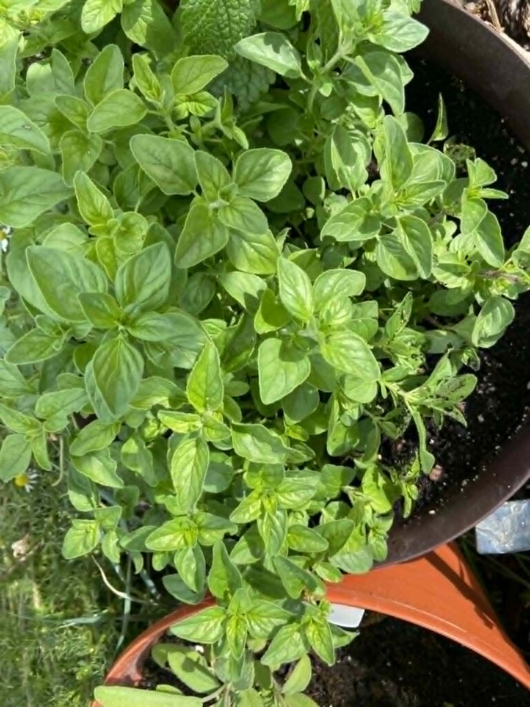 Pot of oregano
