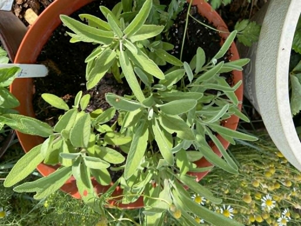 Pot of sage