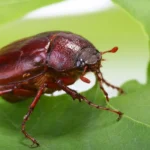 A large brown June Beetle on a leaf.