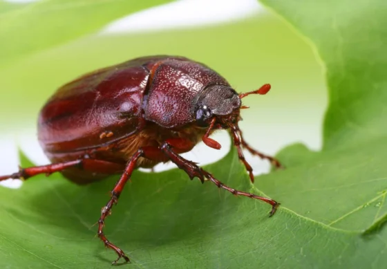 A large brown June Beetle on a leaf.