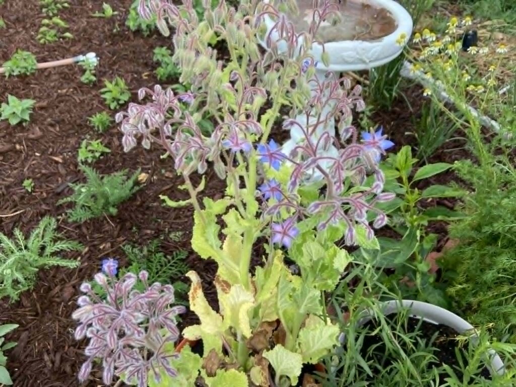 Pot of borage with light blue and pink flowers