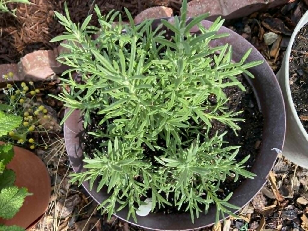 Pot of rosemary