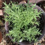 A pot of rosemary.