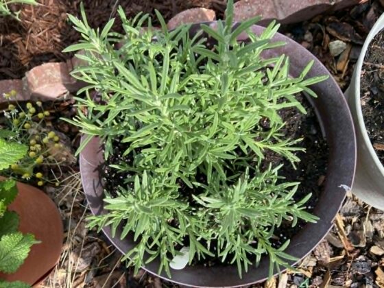 A pot of rosemary.