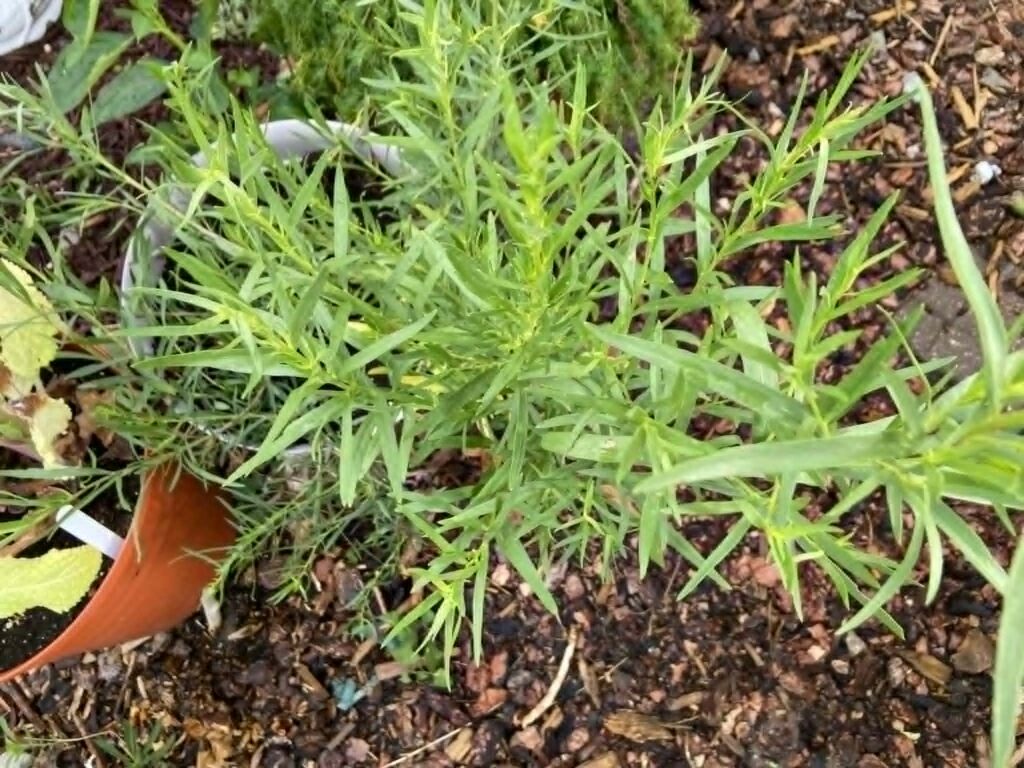 Pot of tarragon