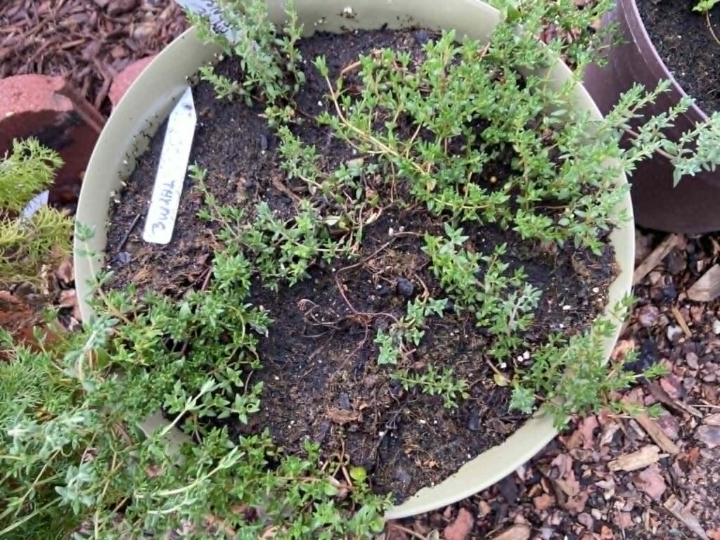 Pot of thyme