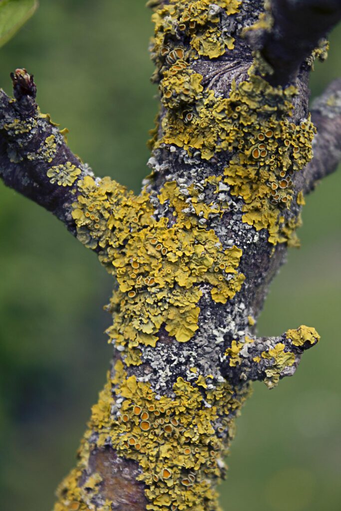 Lichens, a yellowish fleshy growth on a tree branch.