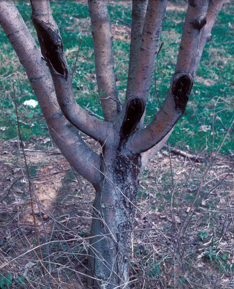 Dark sunken areas on the limbs of a plum tree caused by brown rot cankers.