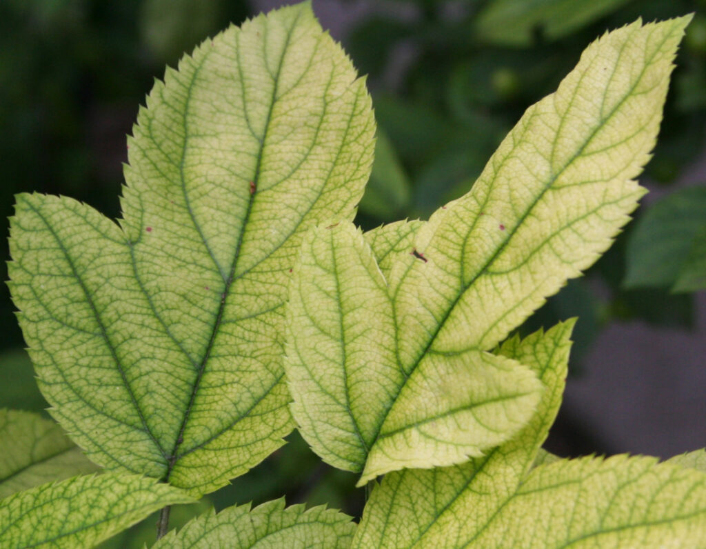 Iron Chlorosis in an amur maple leaf denoting yellowing margins and dark green veins.