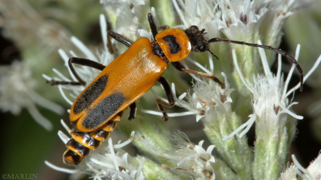 A yellowish beetle with black spots on the back and thorax (soldier beetle) feeding on nectar of a flower.