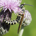 An adult wasp with a slender black body and bright yellow bands curls around a pink thistle flower.