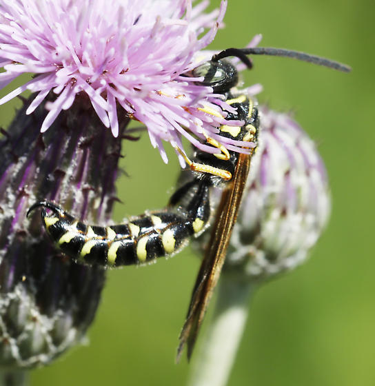 An adult wasp with a slender black body and bright yellow bands curls around a pink thistle flower.