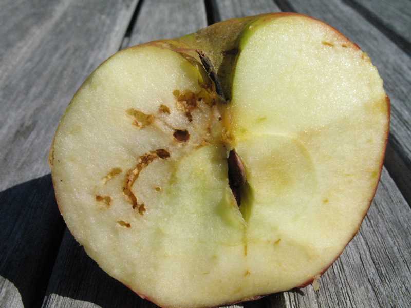 A cross-section of an apple showing brown, winding tunnels and larval damage, characteristic of an apple maggot infestation