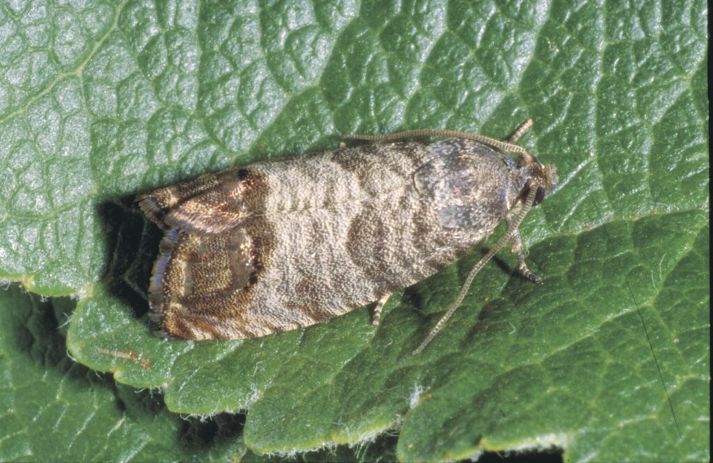 This image features a Codling moth (Cydia pomonella), a common and widespread pest known for damaging pome fruits like apples and pears
