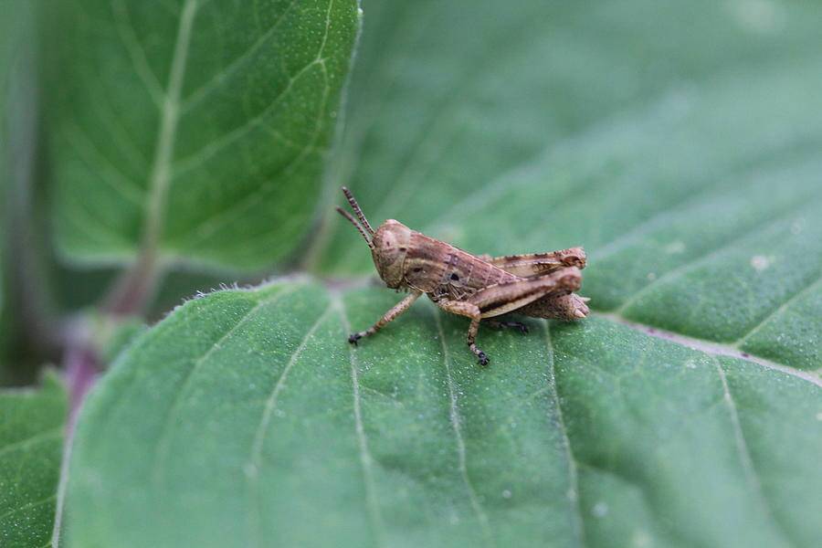 A close-up, profile shot of a small light brown grasshopper (potentially a common field grasshopper or Pezotettix giornae) perched on a vibrant green, textured leaf. The insect is sharply in focus, highlighting its detailed exoskeleton, long segmented antennae, and powerful folded hind legs