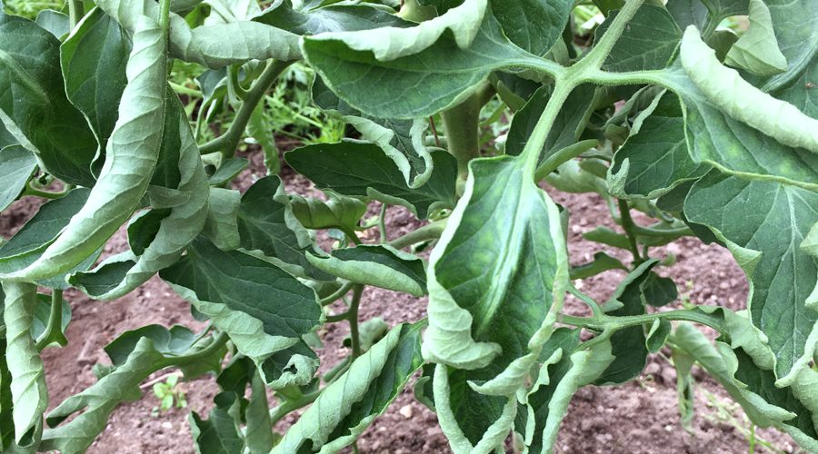 A close-up photograph of a tomato plant's green foliage, where many of the leaflets are curling and rolling inward and upward toward the center of the leaf called leaf rollup.