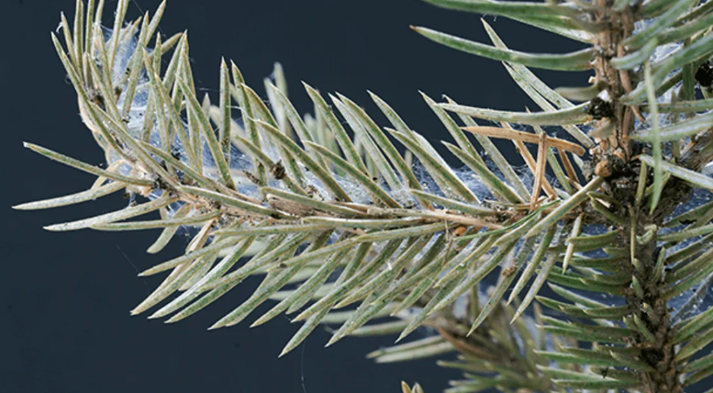 An up-close shot of a pine tree branch with fine webs spun over its green needles caused by spider mites against a dark gray background.