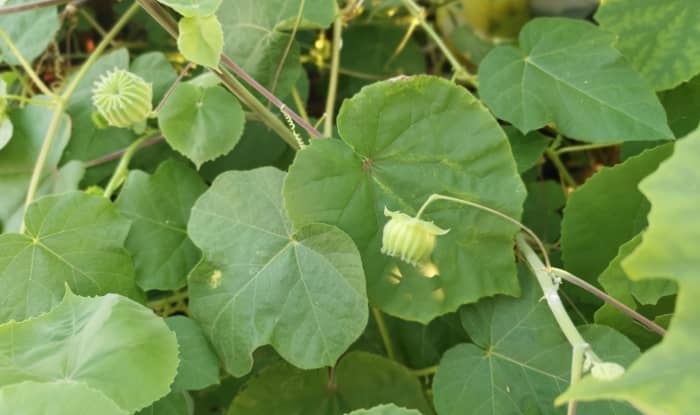 An outdoor, eye-level, medium shot shows velvetleaf (Abutilon theophrasti), with its light green, heart-shaped, broad, velvety leaves and capsule-like seedpods that have distinct ridges along their outer surface, growing thickly on vines. The leaves have a fuzzy appearance and fine veins, and they overlap with one another. A seedpod hangs in the lower right, and another is in the upper left. A thin vine winds through the leaves, and the sun shines from the upper right, casting shadows on the leaves.