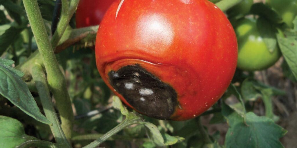 A brown, leathery spot on the bottom of a ripe tomato where the blossom was attached among heathy fruits caused by a tie-up in soil calcium.