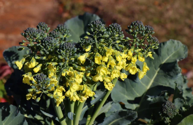 The image features a broccoli plant (Brassica oleracea) in its bolting phase, characterized by large clusters of tiny green flower buds and vibrant yellow flowers. The plant is shown with its broad, dark green leaves in an outdoor garden setting
