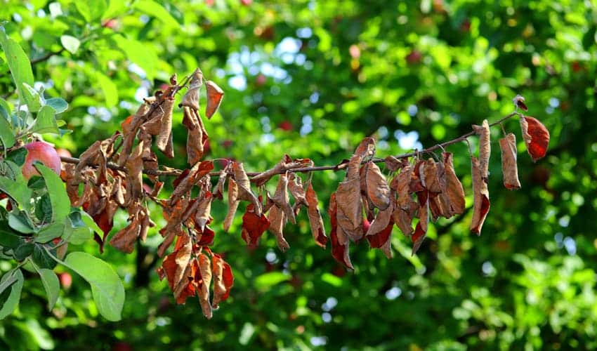 A close-up shot of an apple tree where a single prominent branch is dying, its leaves turned a rusty-brown or scorched color while remaining firmly attached to the twig. The tip of the infected branch often wilts and curls downward, forming a characteristic "shepherd's crook" shape. This dead, brown branch stands in sharp contrast against the healthy, vibrant green foliage and developing red apples in the background