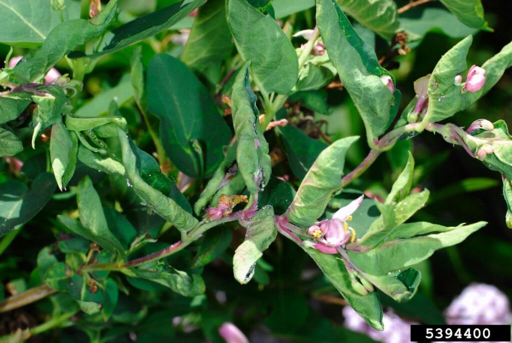 Distorted flower and leaf growth caused by aphids in a honeysuckle shrub.