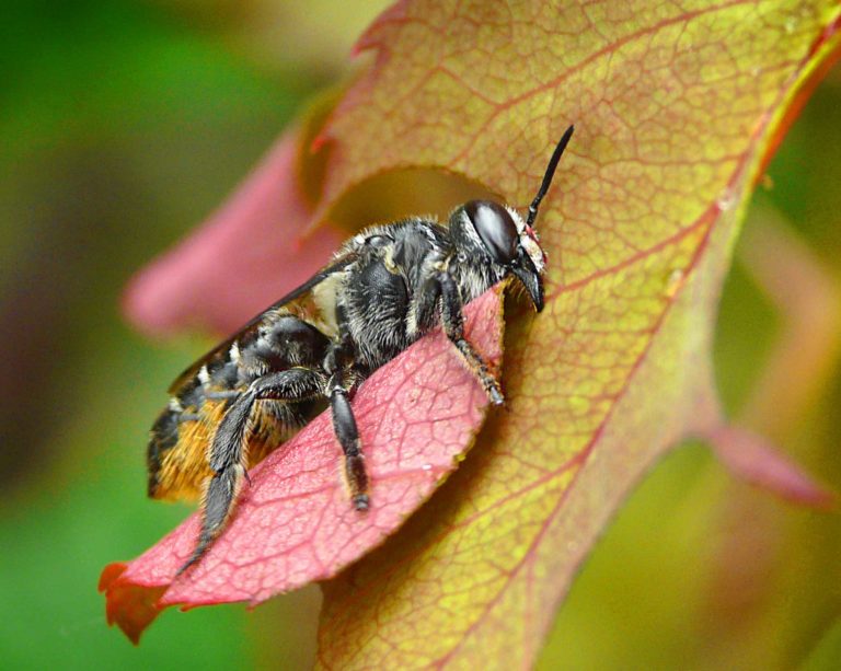 A white and black leaf cutter bee with an orange underside cutting a hole in a tree leaf.