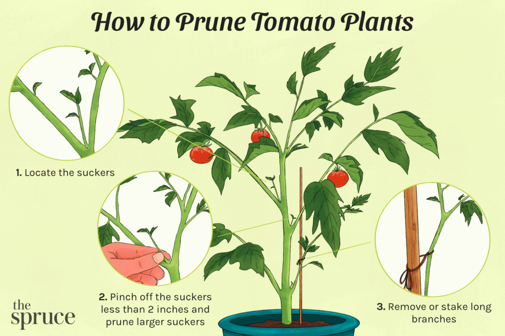 An instructional illustration titled "How to Prune Tomato Plants" by The Spruce, detailing a three-step process: Locate the suckers: Identifying the small shoots growing in the "V" space between the main stem and a side branch. Pinch off the suckers: Using fingers to remove suckers less than 2 inches long or pruning larger ones. Remove or stake long branches: Showing a branch secured to a wooden support stake with twine to maintain plant structure.