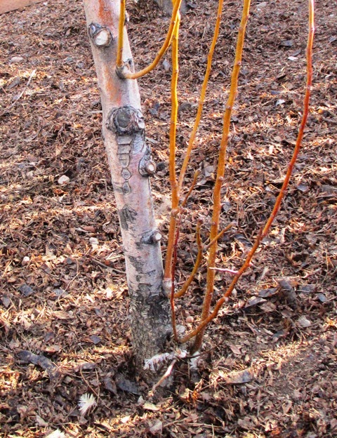 The selected region highlights a young tree trunk surrounded by thin, vertical shoots growing out from its base, which are known as tree suckers or root sprouts.