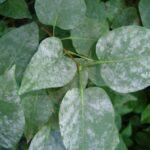 The leaves in the selected region are infected with powdery mildew, a very common fungal disease typically caused by the fungus Erysiphe syringae on lilac bushes