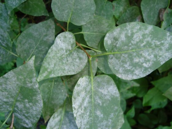 The leaves in the selected region are infected with powdery mildew, a very common fungal disease typically caused by the fungus Erysiphe syringae on lilac bushes