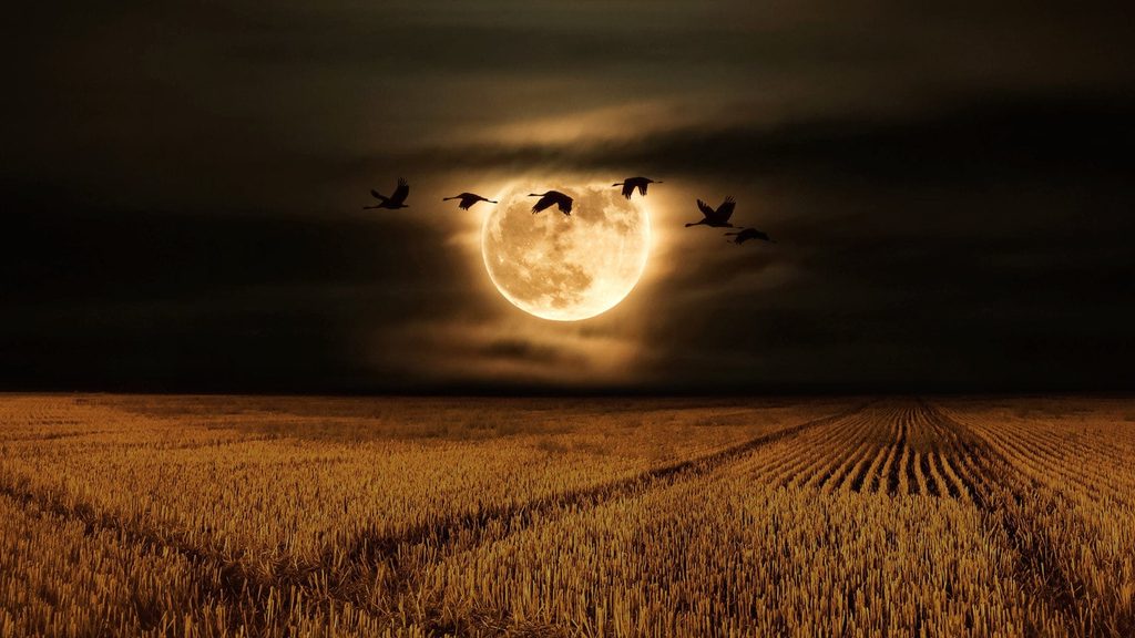 Silhouetted geese fly past a glowing full harvest moon over a golden harvested field under dark clouds.