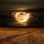 Geese flying at night in front of the Full Hunter's Moon over a field of mature corn.