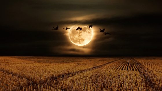 Geese flying at night in front of the Full Hunter's Moon over a field of mature corn.